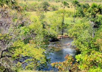 Governo registra queda de 38,3% no desmatamento no Tocantins