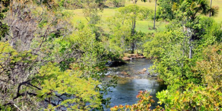 Governo registra queda de 38,3% no desmatamento no Tocantins