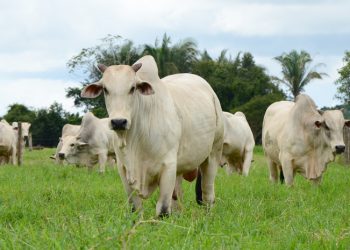 Tocantins bate recorde no abate de bovinos em 2024 e impulsiona economia