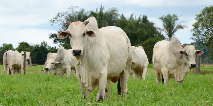 Tocantins bate recorde no abate de bovinos em 2024 e impulsiona economia