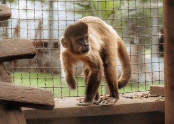 Emenda de Marcus Marcelo garante resgate e tratamento de animais silvestres