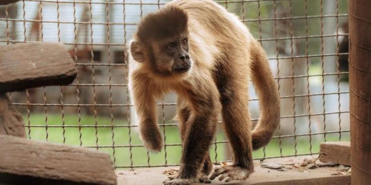 Emenda de Marcus Marcelo garante resgate e tratamento de animais silvestres