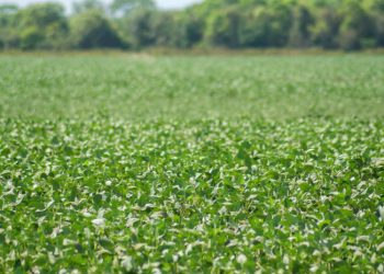 Tocantins abre janela de plantio de soja semente nas Planícies Tropicais no dia 20 de abril