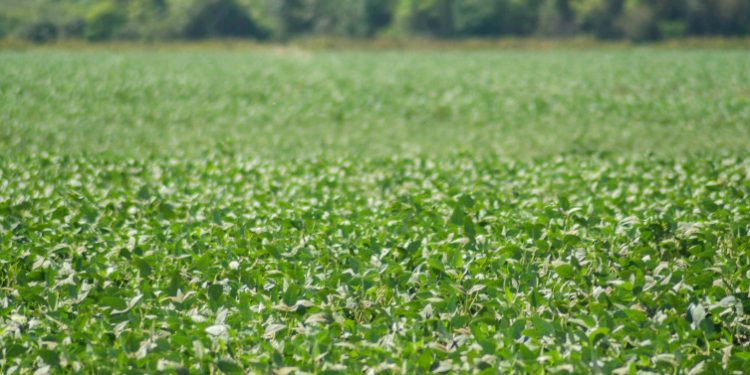 Tocantins abre janela de plantio de soja semente nas Planícies Tropicais no dia 20 de abril