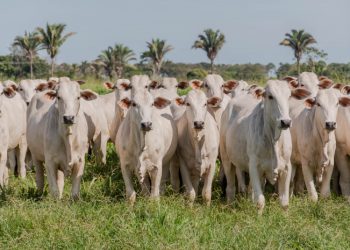 Governo do Tocantins inicia primeira etapa da campanha de declaração de informações pecuárias no dia 1º de maio