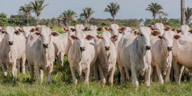 Governo do Tocantins inicia primeira etapa da campanha de declaração de informações pecuárias no dia 1º de maio