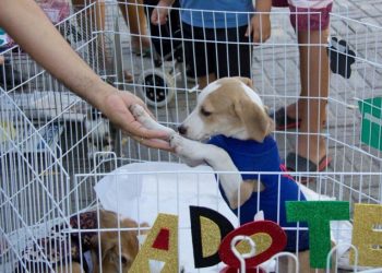 Aleto realiza 3ª Feira de Adoção com serviços gratuitos e ações de conscientização
