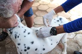 Dia D de vacinação contra a raiva em Araguaína será neste sábado, 17