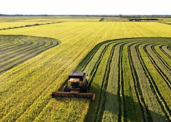 Tocantins se consolida como terceiro maior produtor de arroz do Brasil