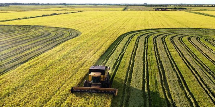 Tocantins se consolida como terceiro maior produtor de arroz do Brasil